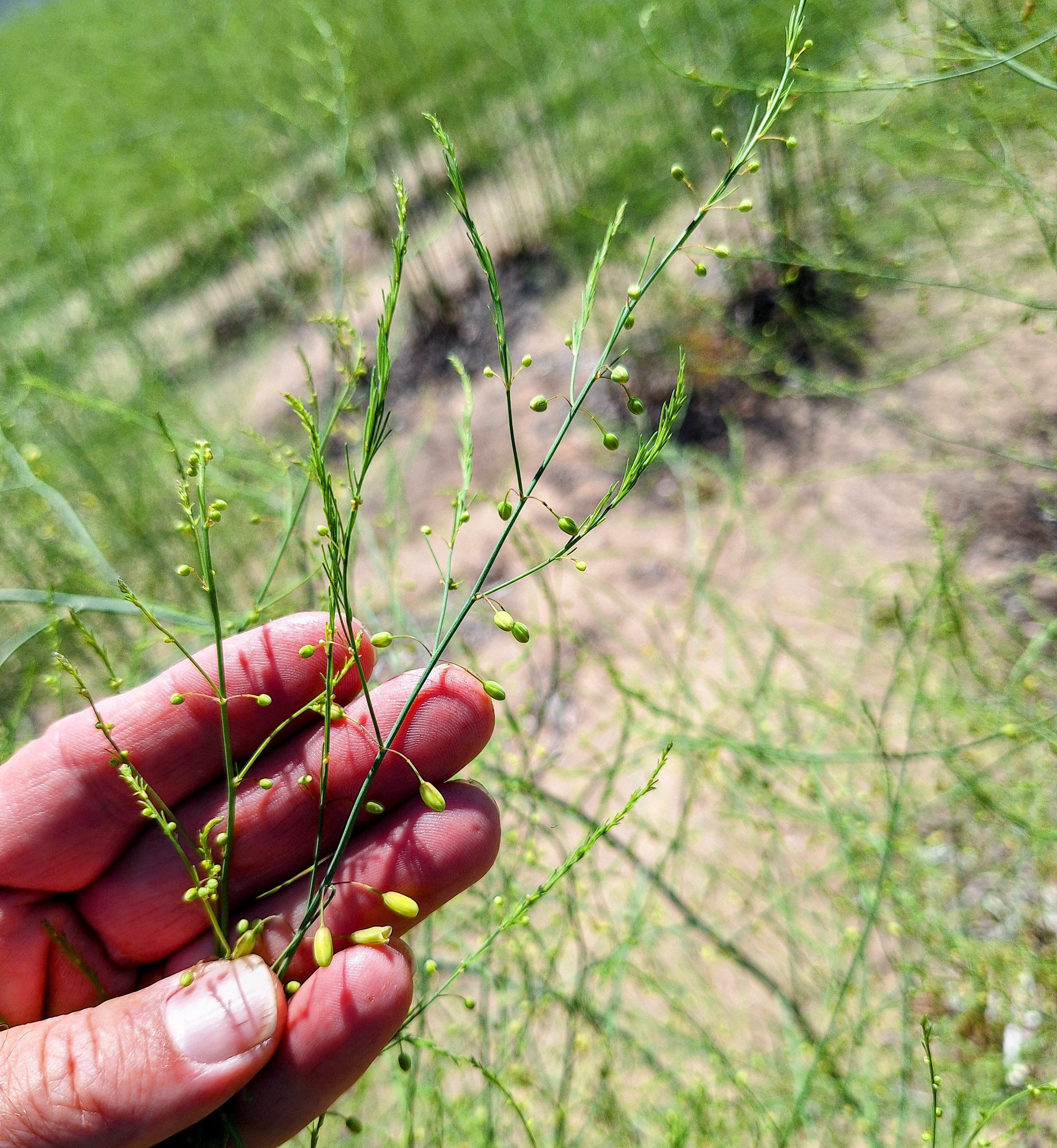 A hand holding a ferned out asparagus plant. An asparagus field is in the background.